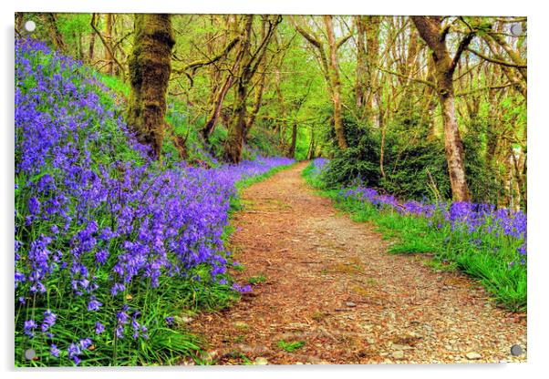 Ashcombe Woods Bluebells Exmoor Somerset Acrylic by austin APPLEBY