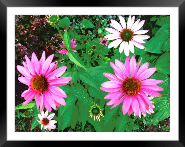 Colourful daisies Framed Mounted Print by Stephanie Moore