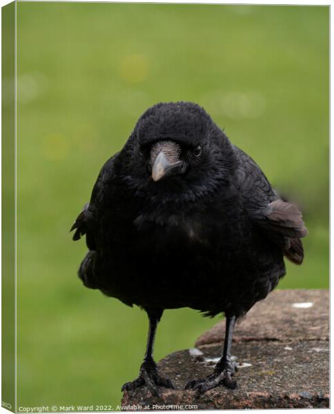 The Carrion Crow. Canvas Print by Mark Ward