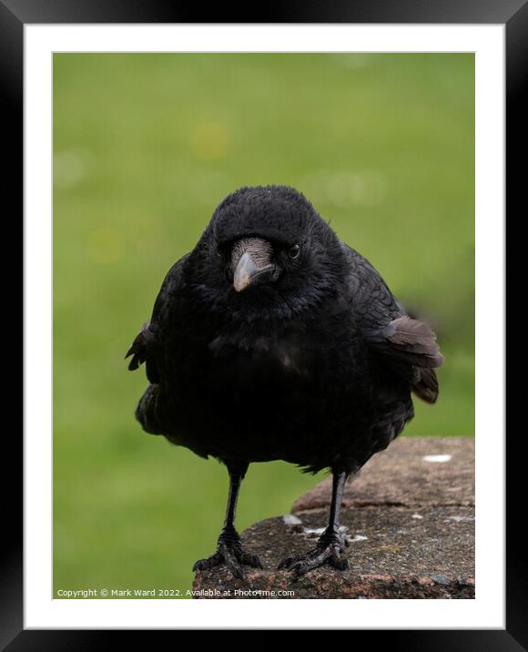 The Carrion Crow. Framed Mounted Print by Mark Ward