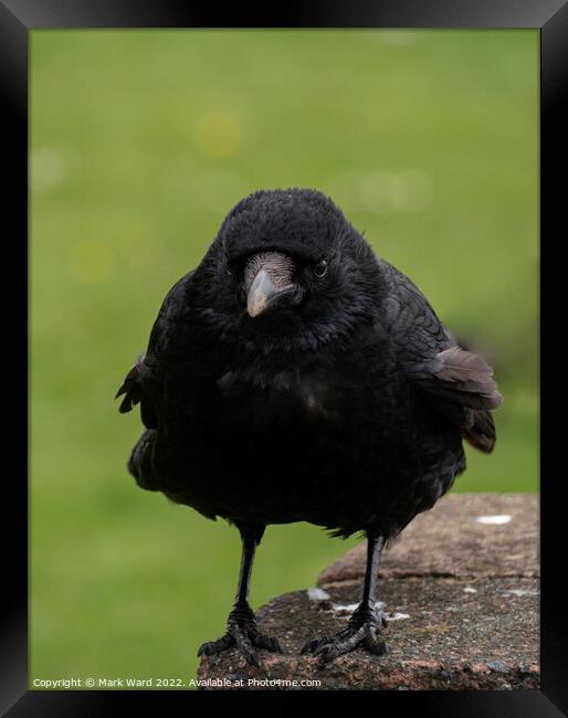 The Carrion Crow. Framed Print by Mark Ward