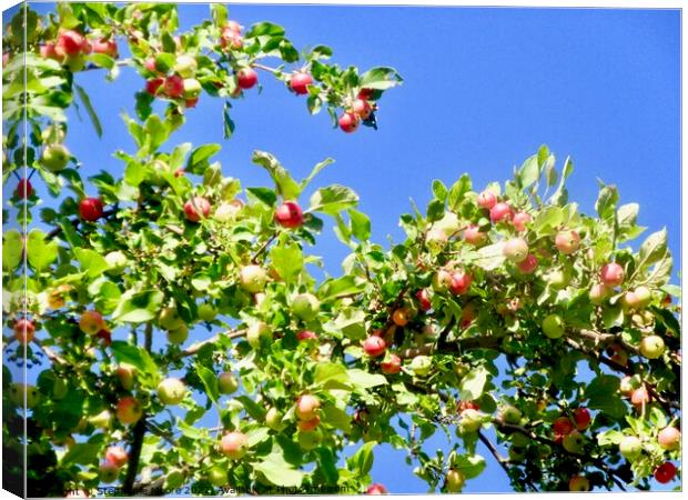 Crab Apples Canvas Print by Stephanie Moore