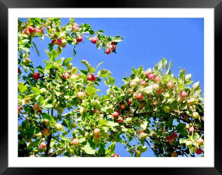 Crab Apples Framed Mounted Print by Stephanie Moore