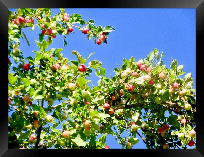 Crab Apples Framed Print by Stephanie Moore