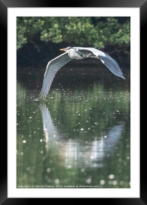 Heron in flight over a lake Framed Mounted Print by Fabrizio Malisan