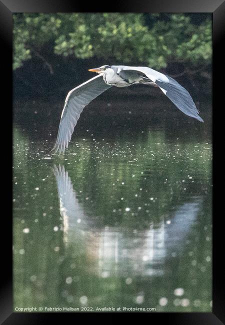 Heron in flight over a lake Framed Print by Fabrizio Malisan