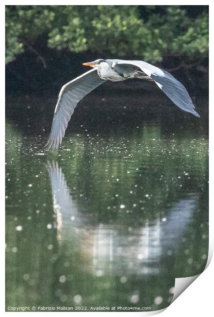 Heron in flight over a lake Print by Fabrizio Malisan