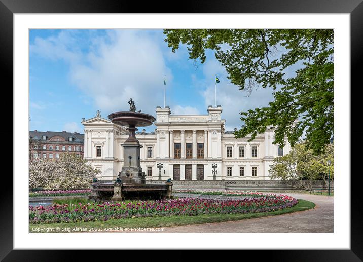 Blooming magnolia and tulips in front of Lund University Framed Mounted Print by Stig Alenäs