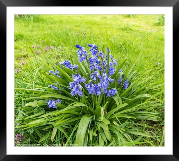 Bluebells in sea of green Framed Mounted Print by Allan Bell