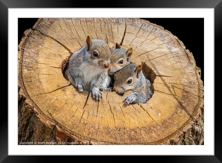 Baby Grey Squirrels Framed Mounted Print by Brett Pearson