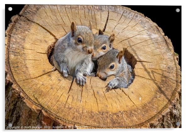 Baby Grey Squirrels Acrylic by Brett Pearson