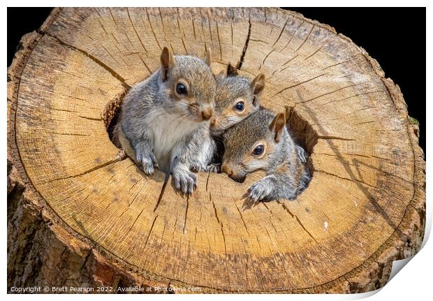 Baby Grey Squirrels Print by Brett Pearson