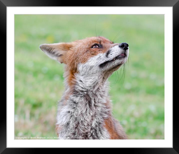 Fox Portrait Framed Mounted Print by Brett Pearson