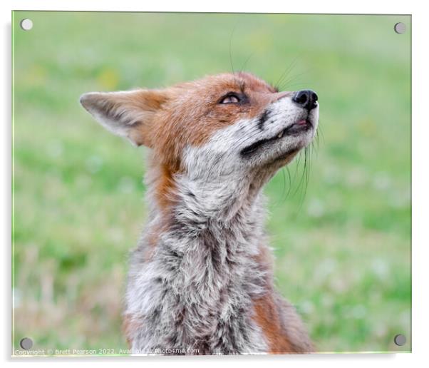 Fox Portrait Acrylic by Brett Pearson