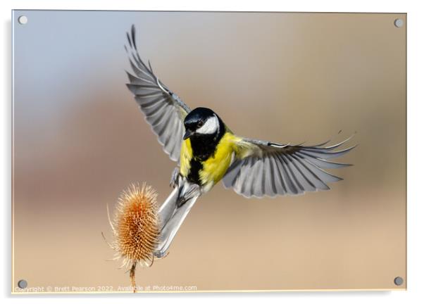 A small bird flying in the sky Acrylic by Brett Pearson
