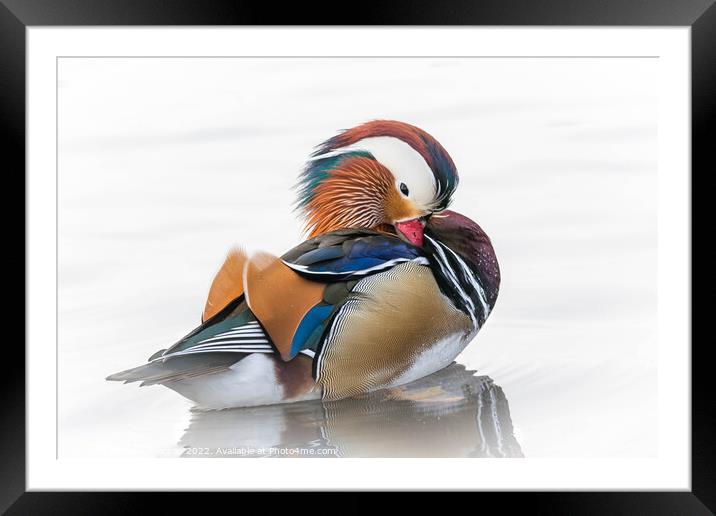 Mandarin Duck Framed Mounted Print by Brett Pearson