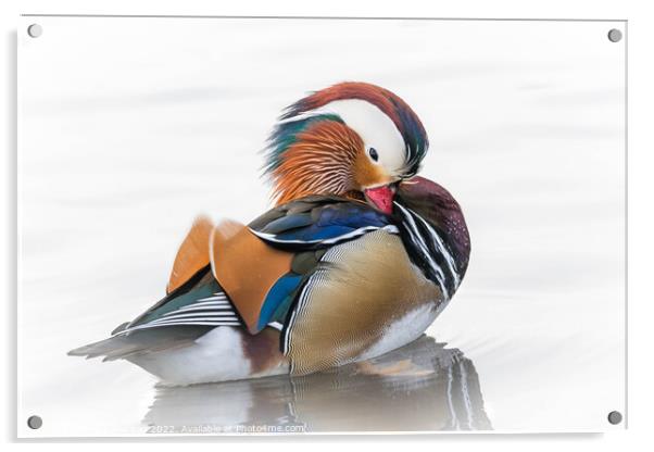 Mandarin Duck Acrylic by Brett Pearson