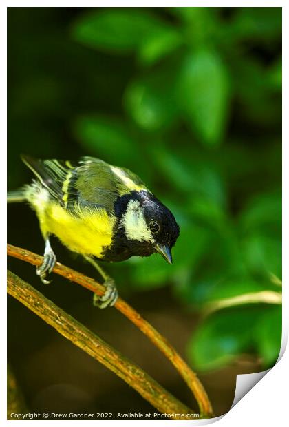 Perched Blue Tit Print by Drew Gardner