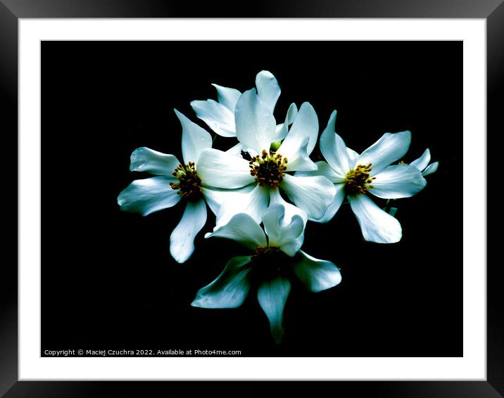 White Flowers on Black Framed Mounted Print by Maciej Czuchra