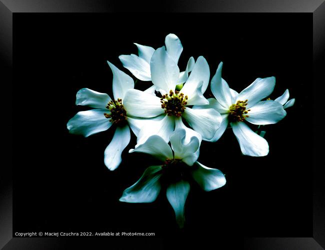 White Flowers on Black Framed Print by Maciej Czuchra