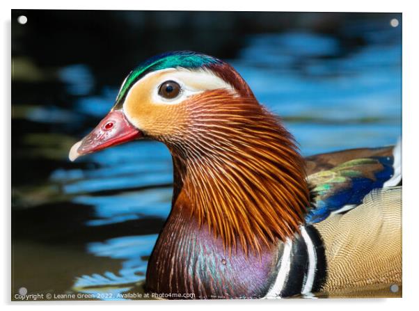 Mandarin Duck Acrylic by Leanne Green