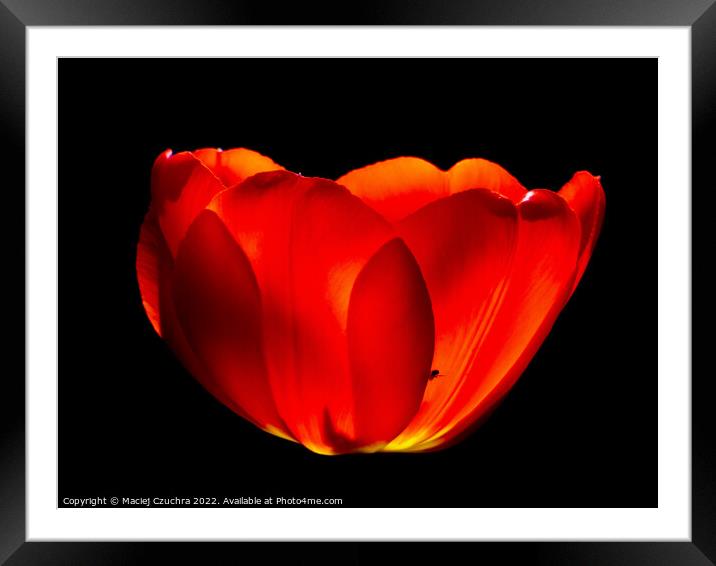 Red Tulip Framed Mounted Print by Maciej Czuchra