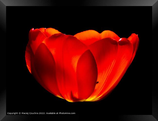 Red Tulip Framed Print by Maciej Czuchra