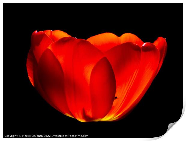 Red Tulip Print by Maciej Czuchra