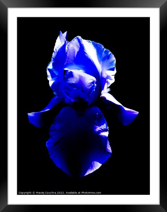 Blue Iris Framed Mounted Print by Maciej Czuchra