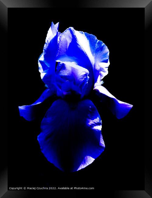 Blue Iris Framed Print by Maciej Czuchra