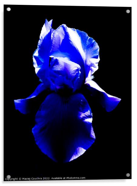 Blue Iris Acrylic by Maciej Czuchra