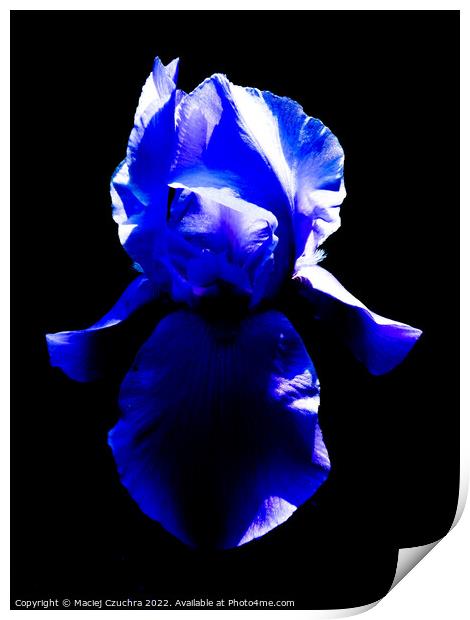 Blue Iris Print by Maciej Czuchra