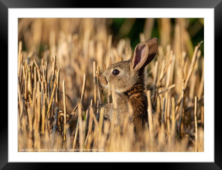 Young Rabbit (Kit) in a field Framed Mounted Print by Leanne Green