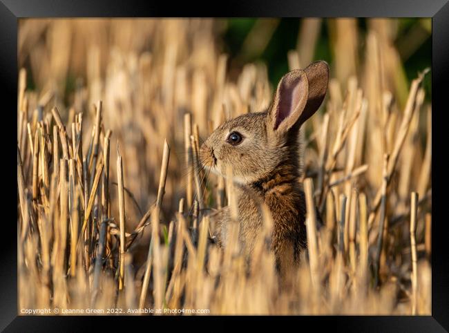 Young Rabbit (Kit) in a field Framed Print by Leanne Green