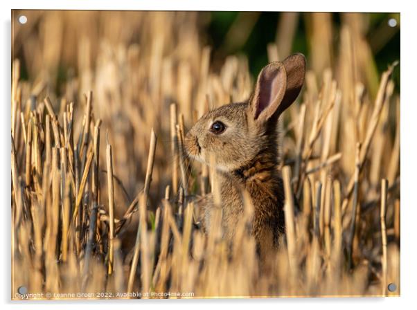 Young Rabbit (Kit) in a field Acrylic by Leanne Green