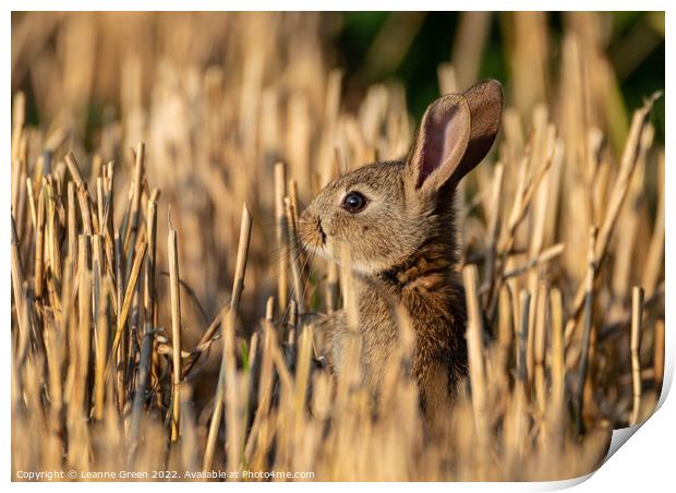Young Rabbit (Kit) in a field Print by Leanne Green