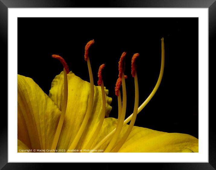 Daylily Flower Framed Mounted Print by Maciej Czuchra