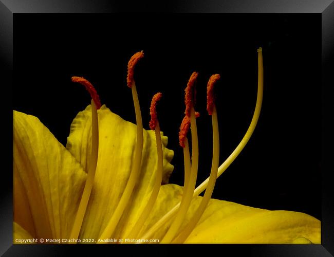 Daylily Flower Framed Print by Maciej Czuchra