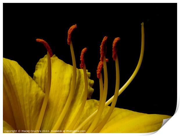 Daylily Flower Print by Maciej Czuchra
