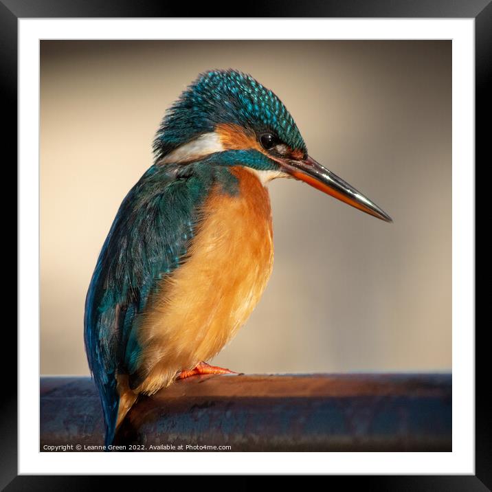 Kingfisher perched on a railing Framed Mounted Print by Leanne Green