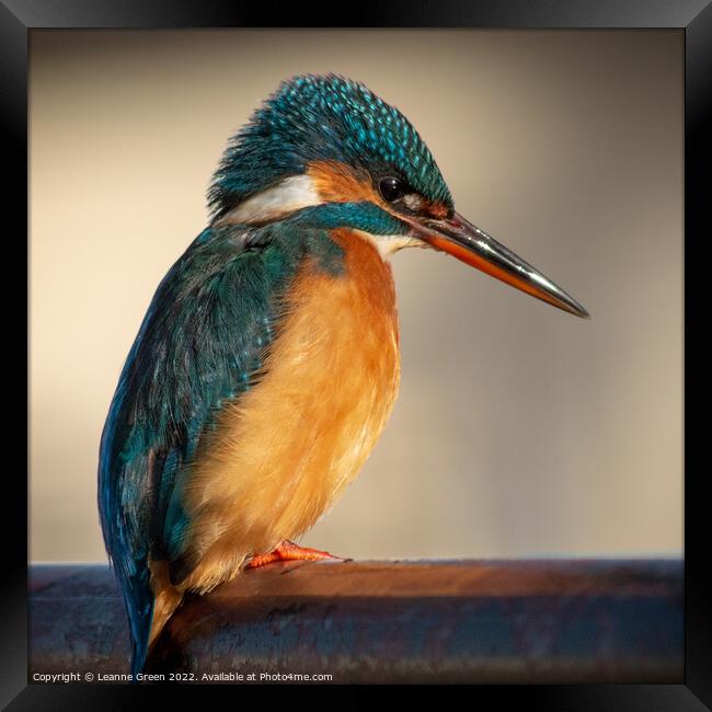 Kingfisher perched on a railing Framed Print by Leanne Green