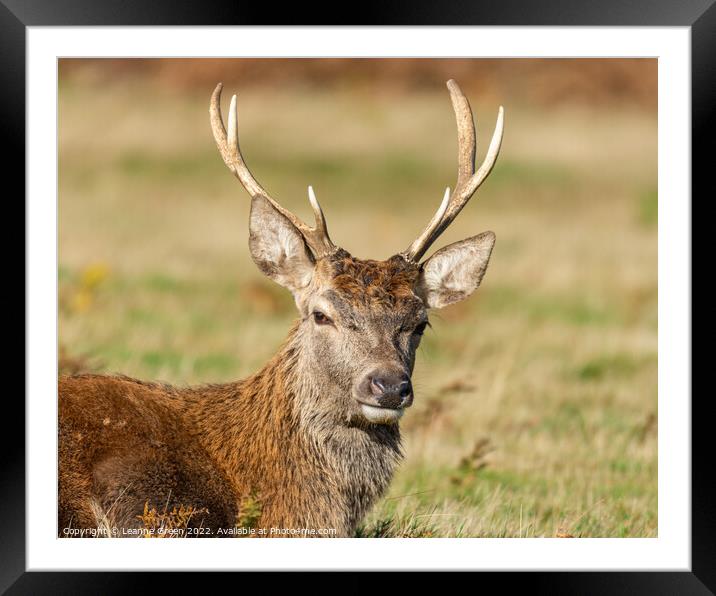A Stag deer in the grass Framed Mounted Print by Leanne Green