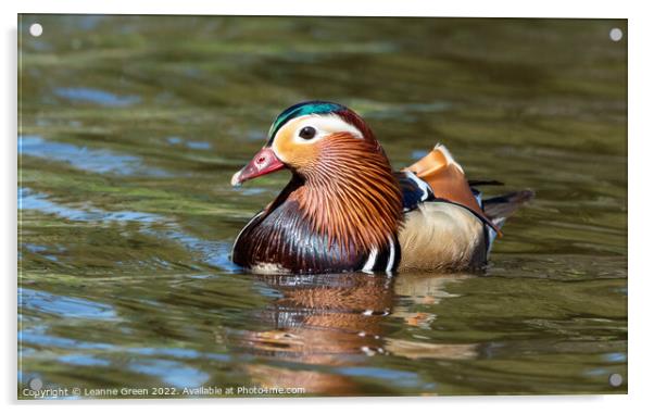 A male Mandarin duck Acrylic by Leanne Green