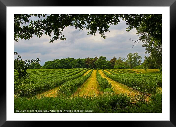 Blueberries in Rows Framed Mounted Print by GJS Photography Artist