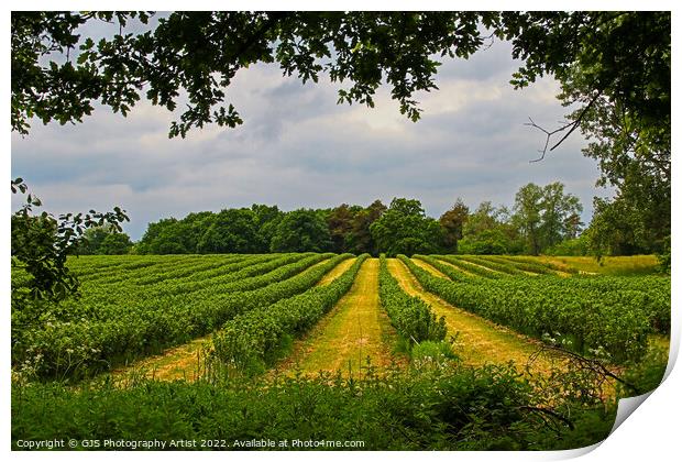 Blueberries in Rows Print by GJS Photography Artist