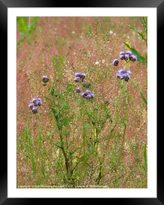 Wild Flowers  Framed Mounted Print by GJS Photography Artist