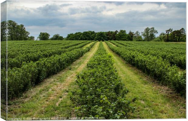 Rows of Blueberry Bushes  Canvas Print by GJS Photography Artist