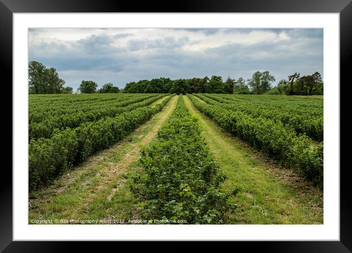 Rows of Blueberry Bushes  Framed Mounted Print by GJS Photography Artist