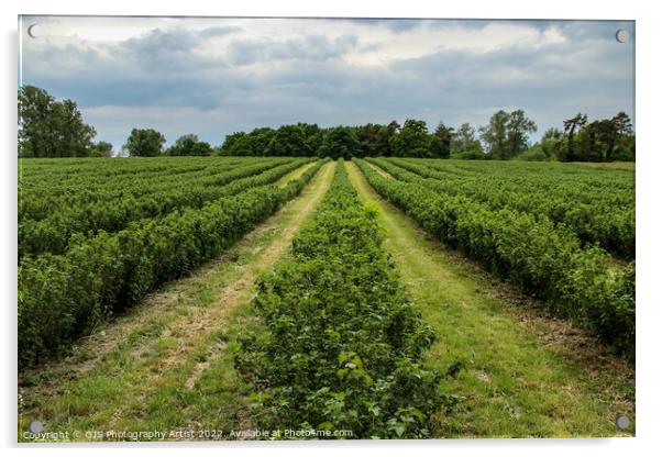 Rows of Blueberry Bushes  Acrylic by GJS Photography Artist