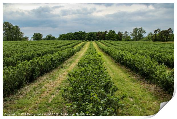 Rows of Blueberry Bushes  Print by GJS Photography Artist